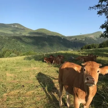 T2 A Avec Wifi A 100m Des Thermes - Fr-1-608-274 *